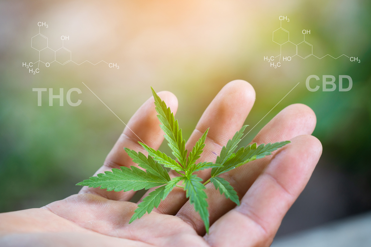 Quelles sont les vertues de la Fleur de cannabidiol ?